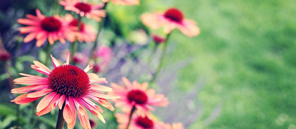 A Case For Green Space