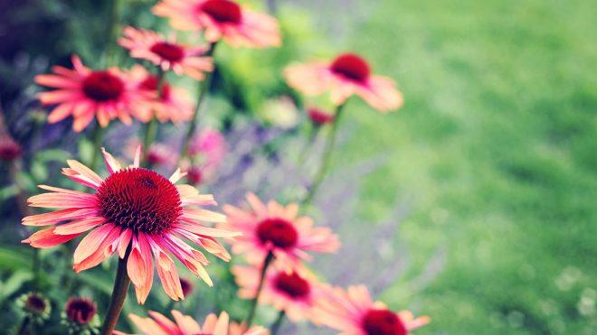 A Case For Green Space