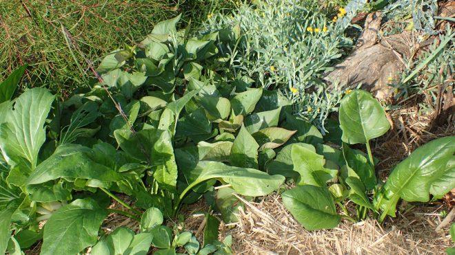 Lettuce Talk About Your Garden