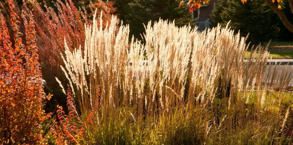 Embracing the Wild: Prairie Landscape Design for Natural Beauty and Sustainability